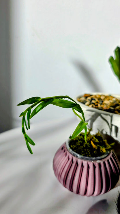 Dendrobium ingratum