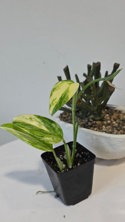 Monstera Standleyana Aurea "A"