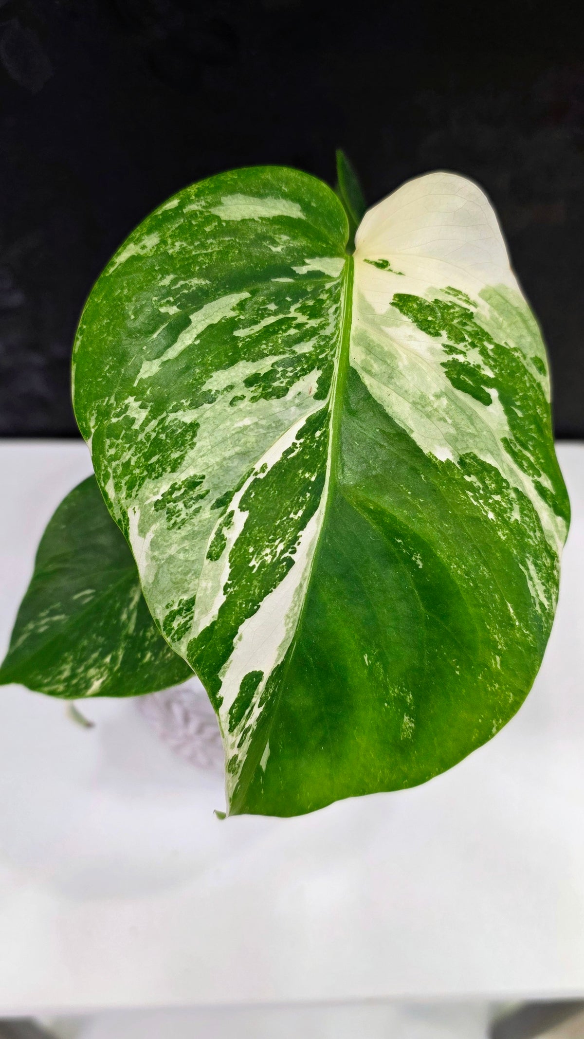 Monstera Albo B