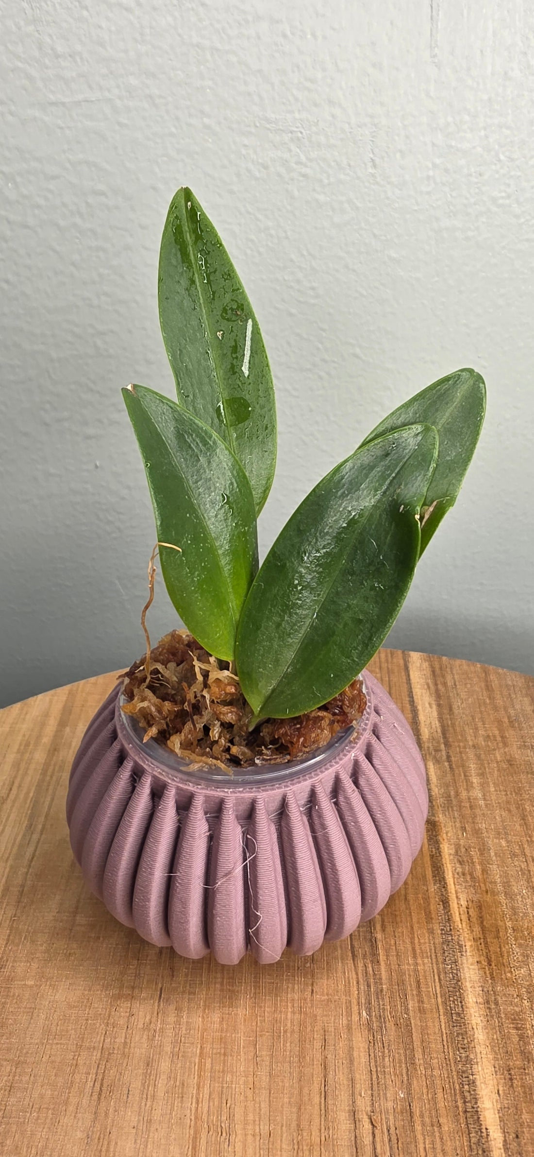 Restrepia sanguinea