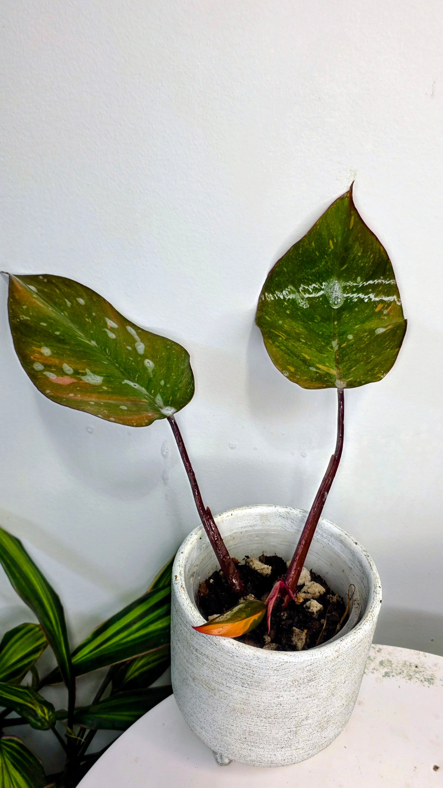 Philodendron Orange Princess B