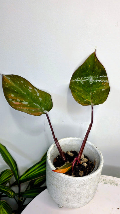 Philodendron Orange Princess B
