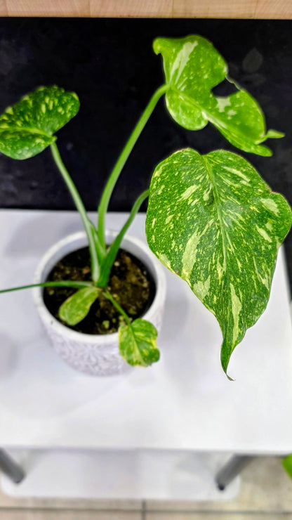 Monstera Electrolyte Variegated C