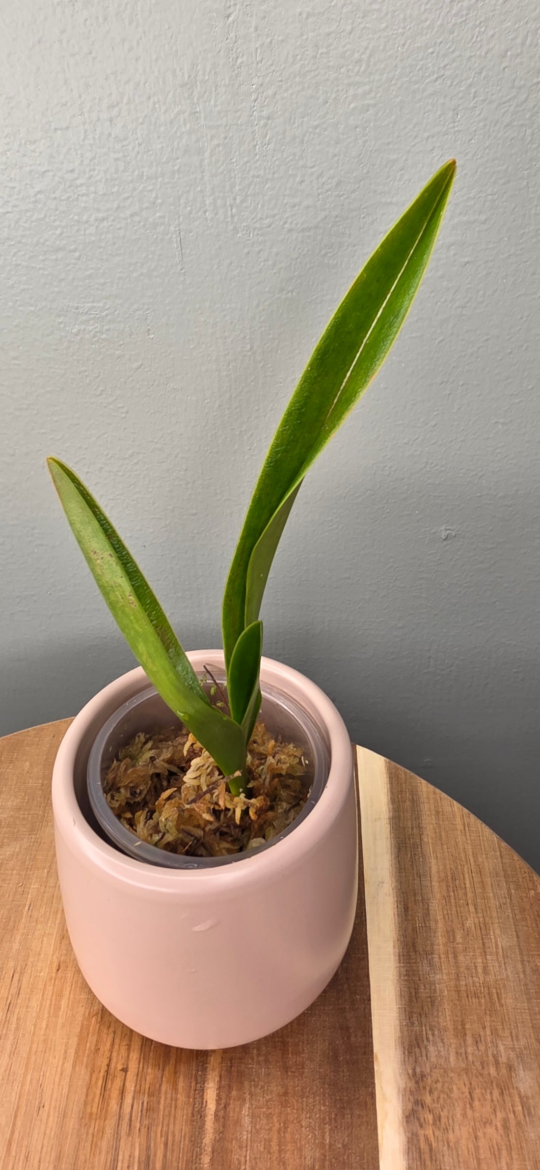 Phragmipedium lindenii