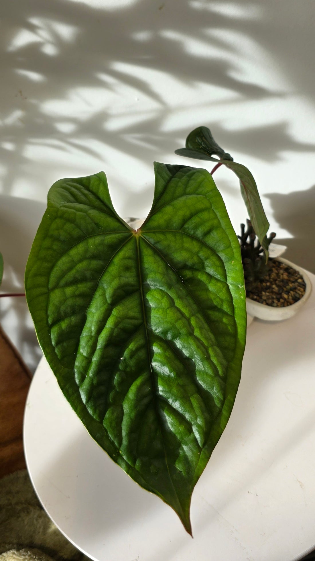 Anthurium Velvet Eclipse (Anthurium Luxurians x Nigrolaminum) "A"