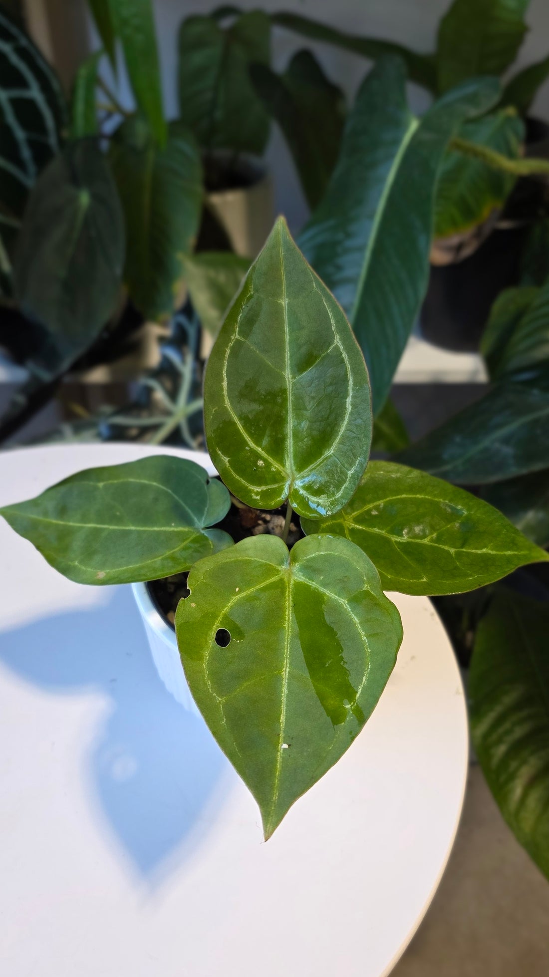 Anthurium Blue Pap x One DP (c)