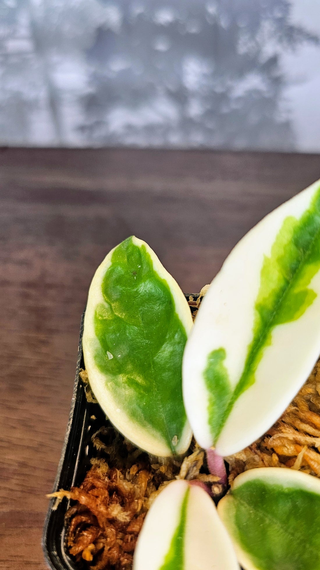 Hoya Suzie Q (WH 50)