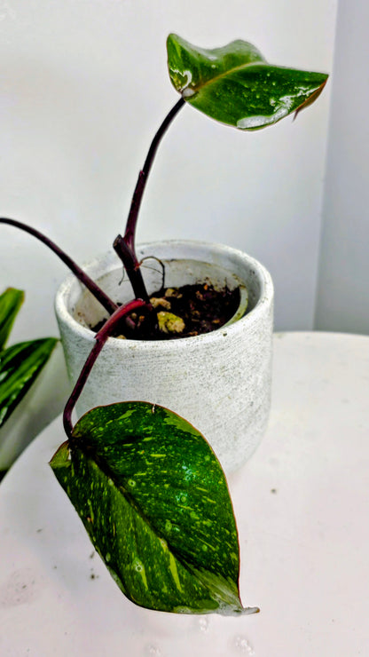 Philodendron Orange Princess B