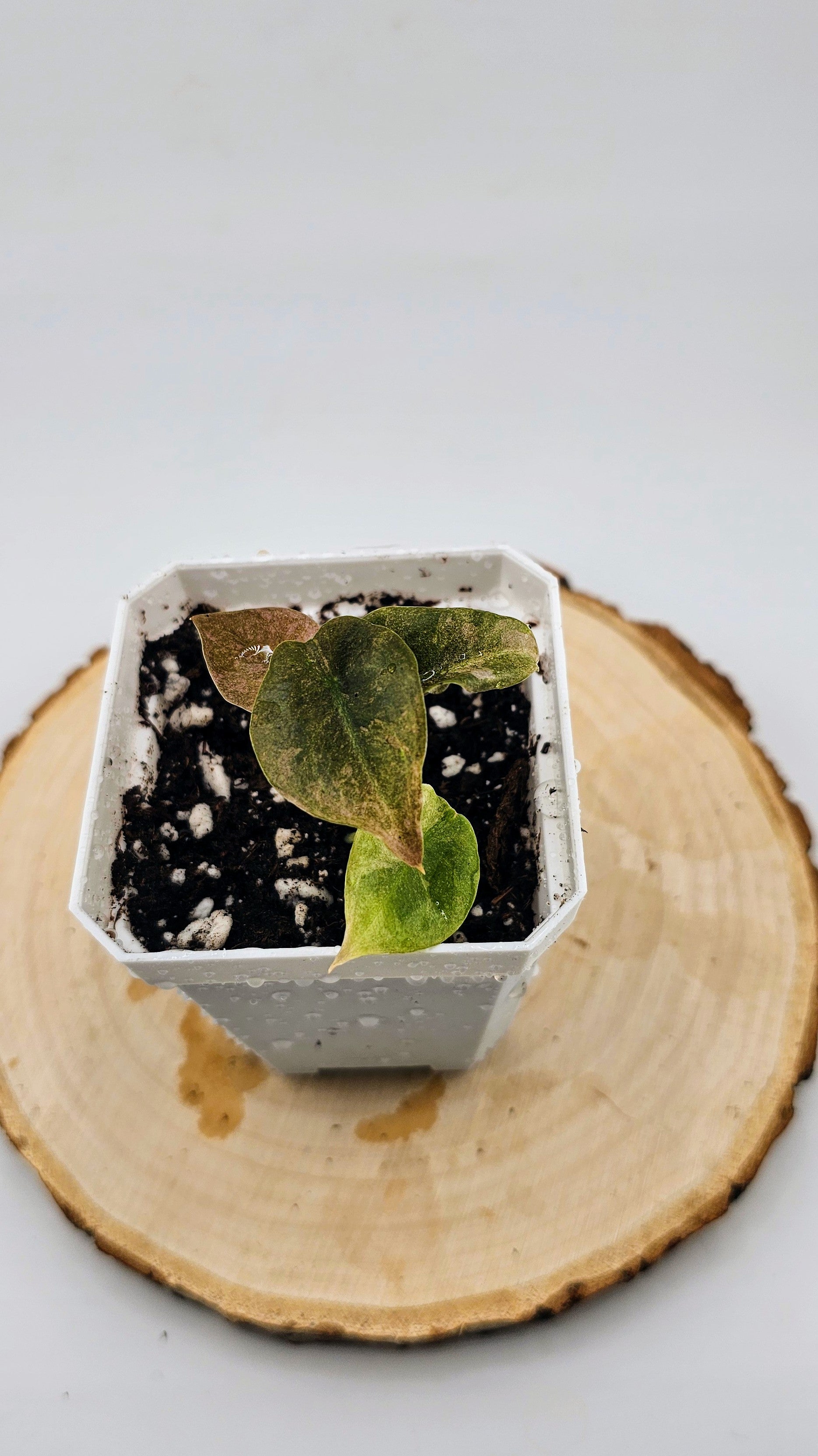 Alocasia Cuprea Variegated (C)