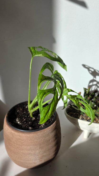 Monstera Adansonii Mint (A)