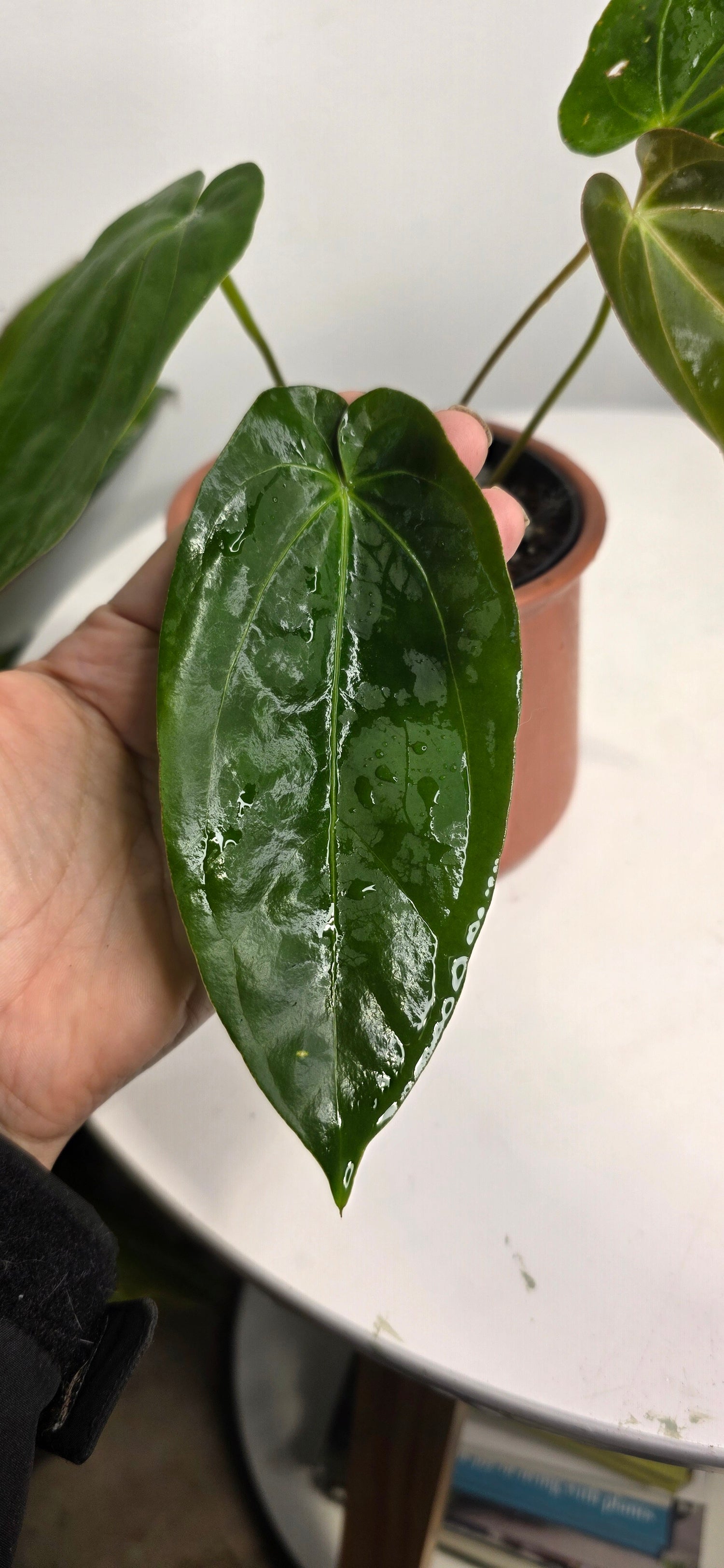 Anthurium Blue Papililaminum x Dark Phoenix A