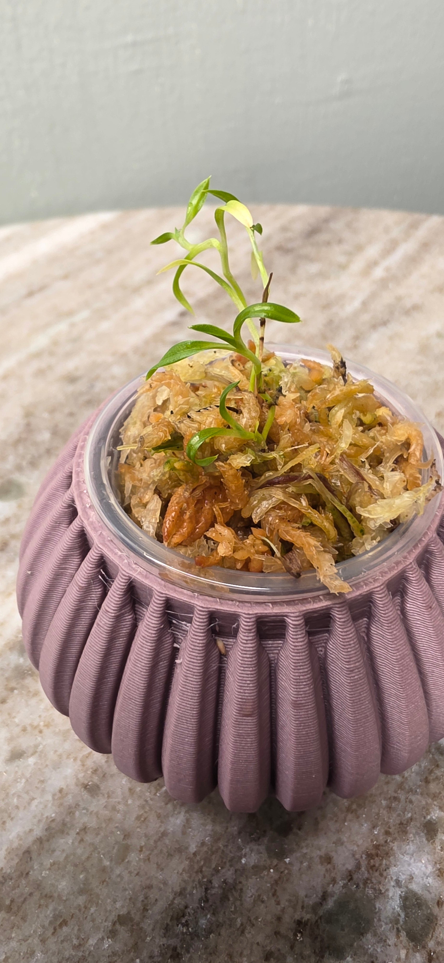 Sobralia Madisonii seedling