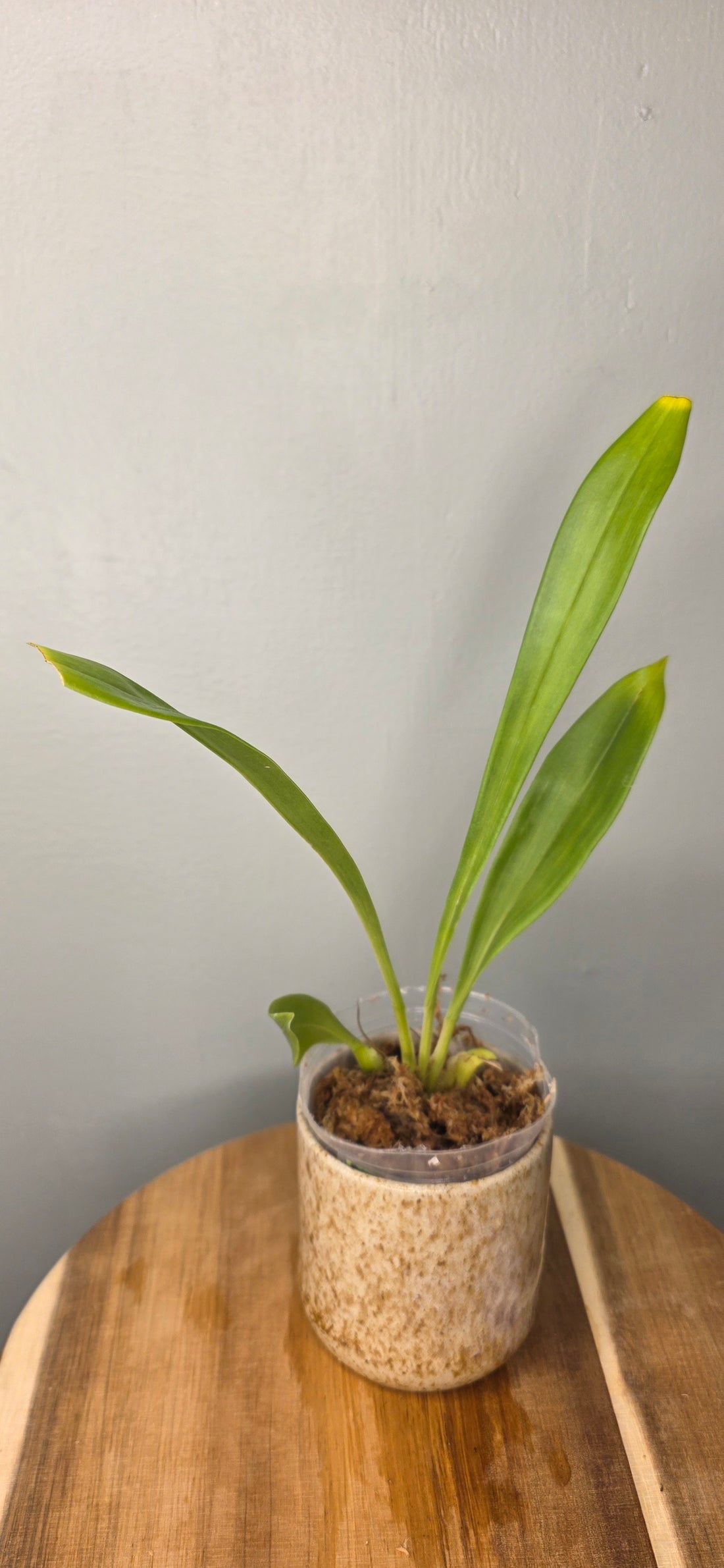 Chondrorhyncha hirtzii