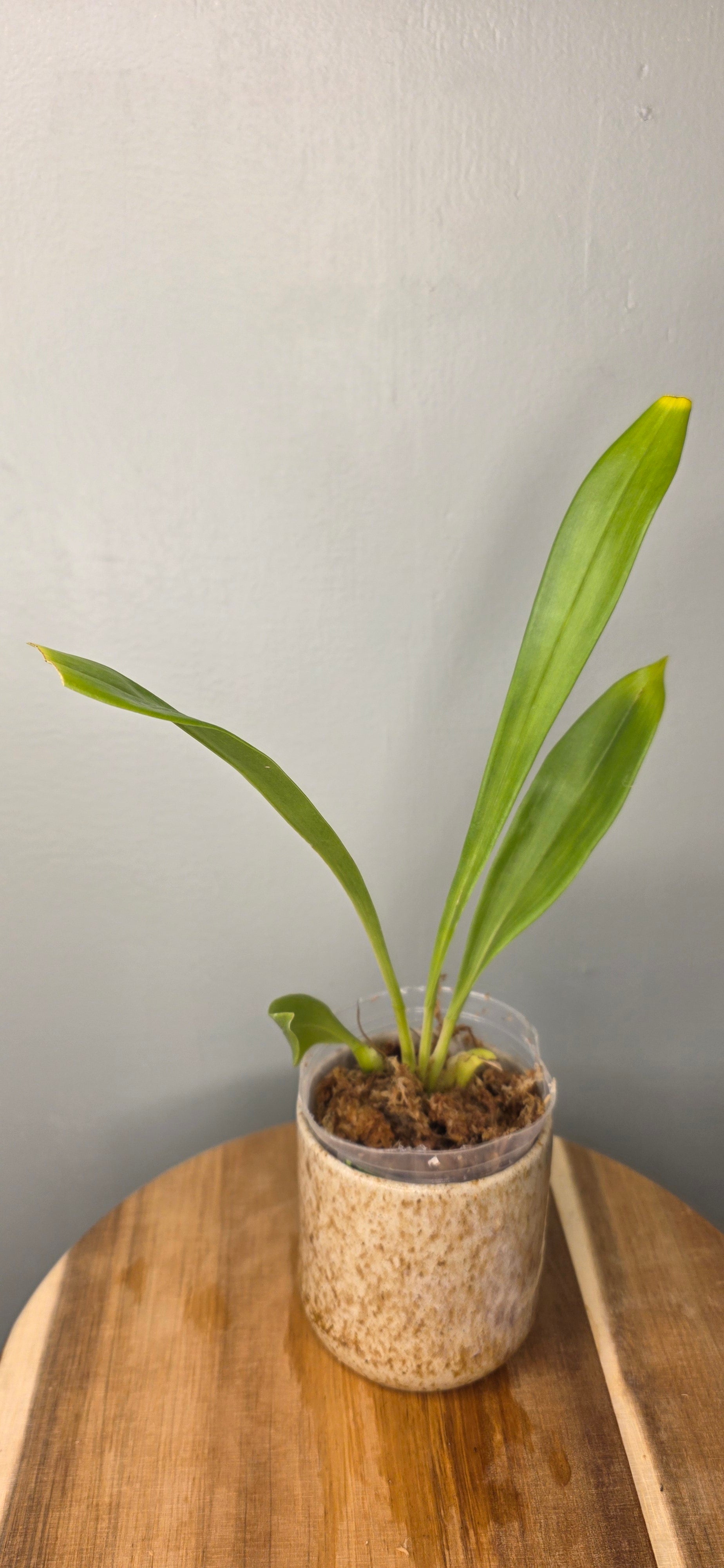Chondrorhyncha hirtzii