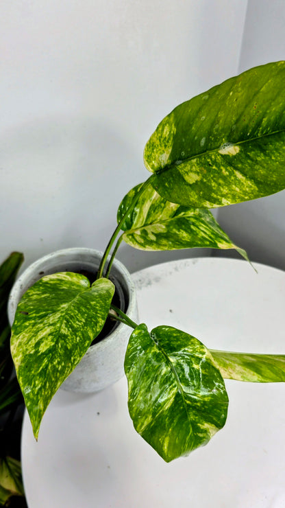 Epipremnum Pinnatum Sunburst C