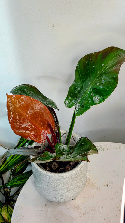 Philodendron Red Moon D