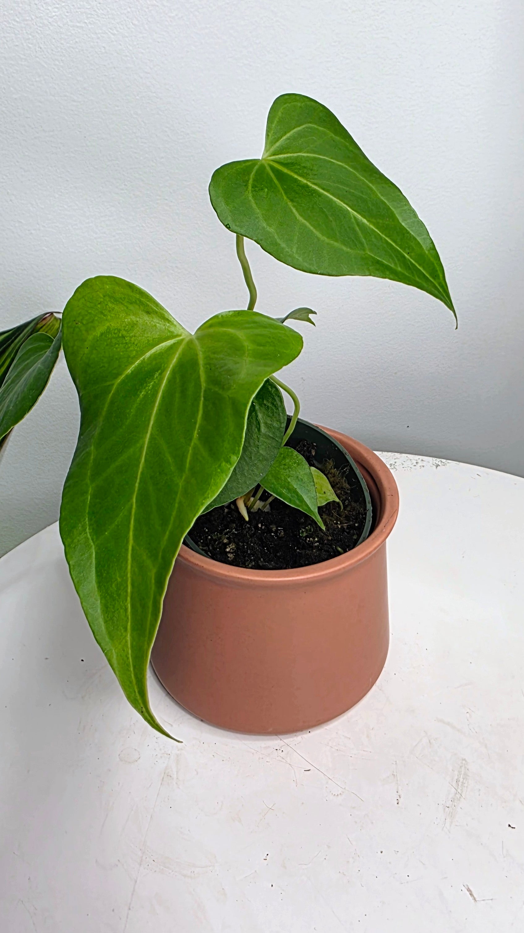 Anthurium Delta Force B