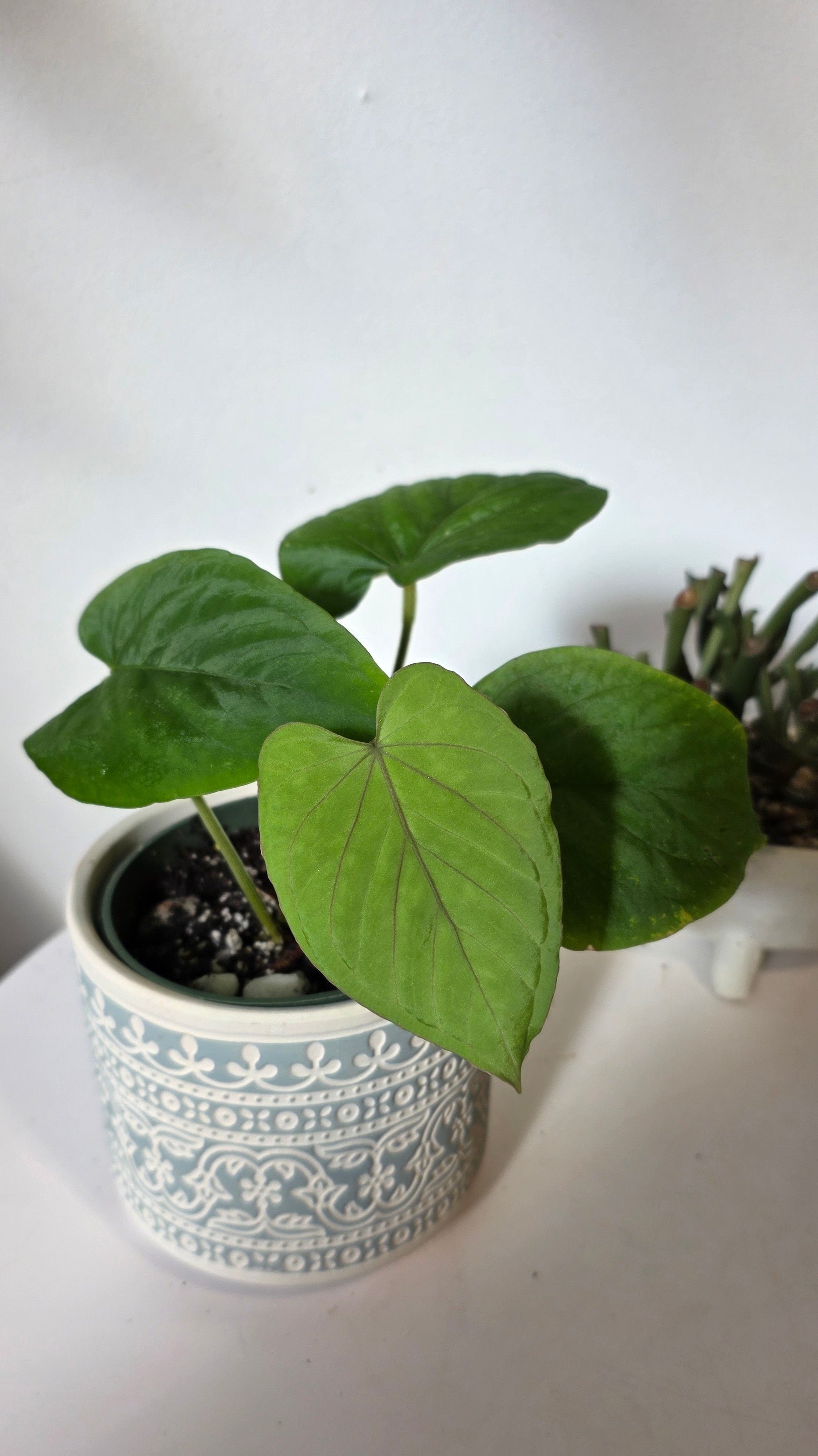 Anthurium dressleri (D)