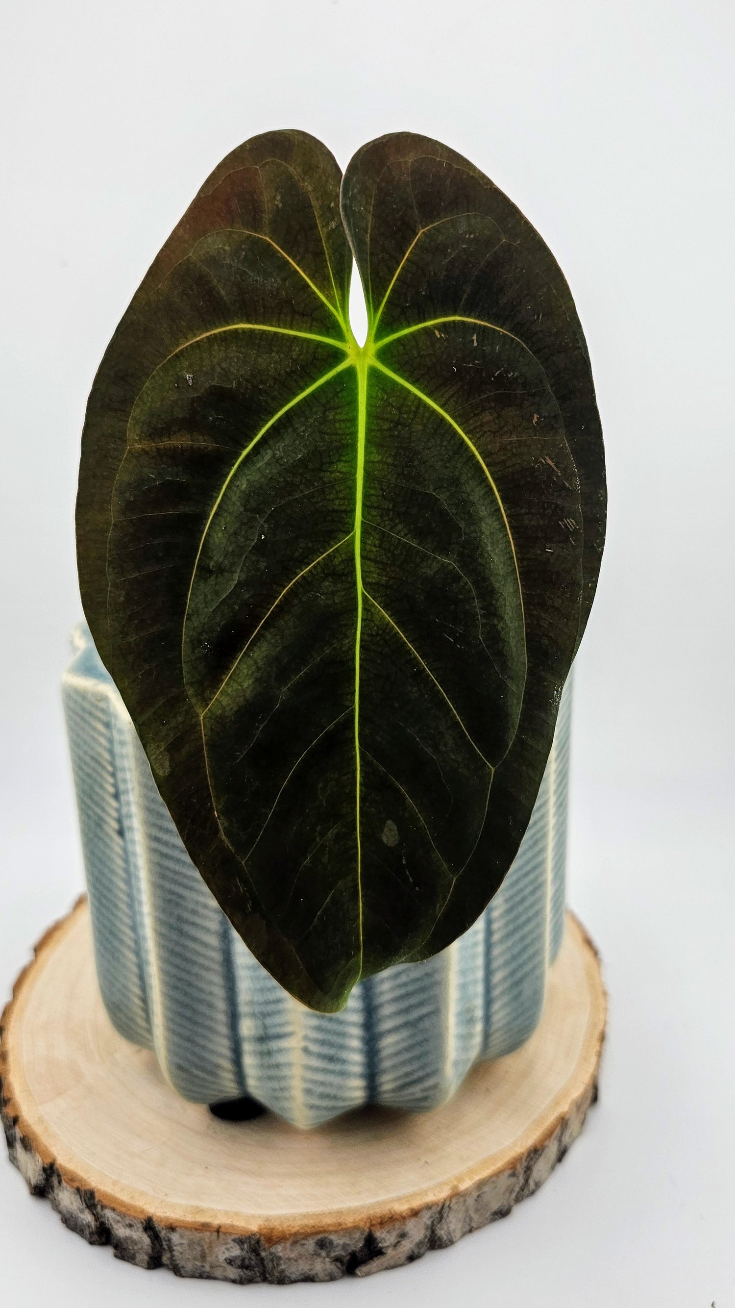 Anthurium Papillilaminum (D)