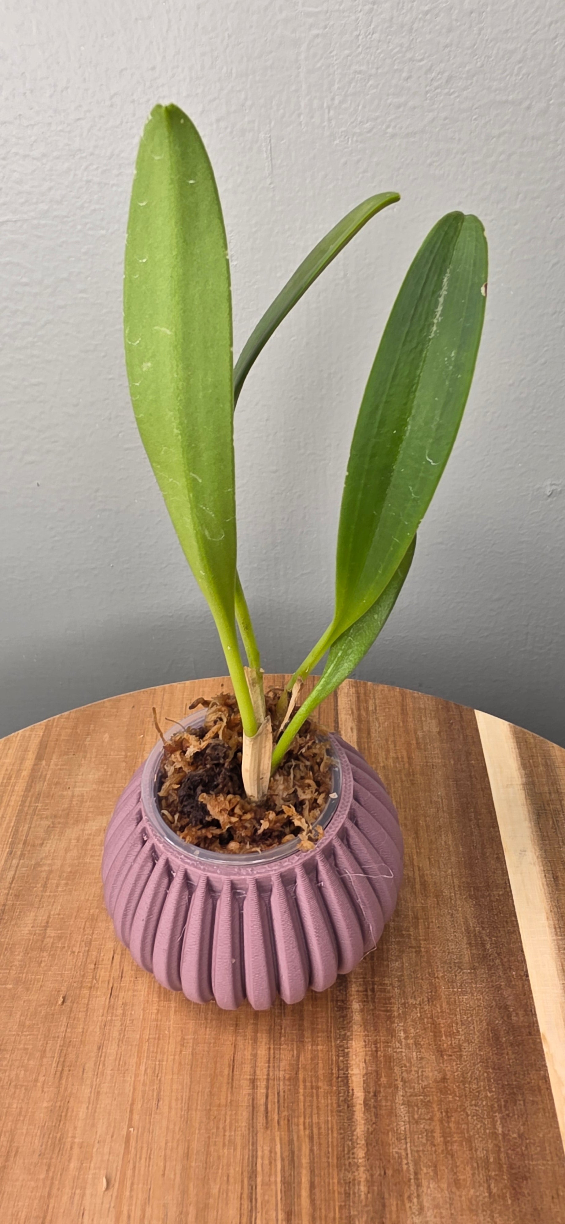 Masdevallia peristeria