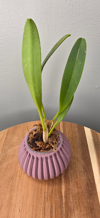 Masdevallia peristeria