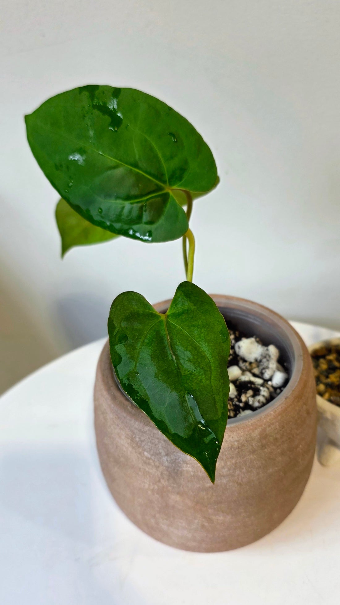 Anthurium Dark Phoenix x Xone "c"