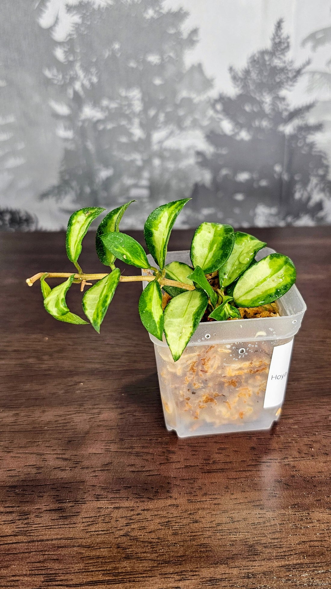 Hoya Lacunosa &