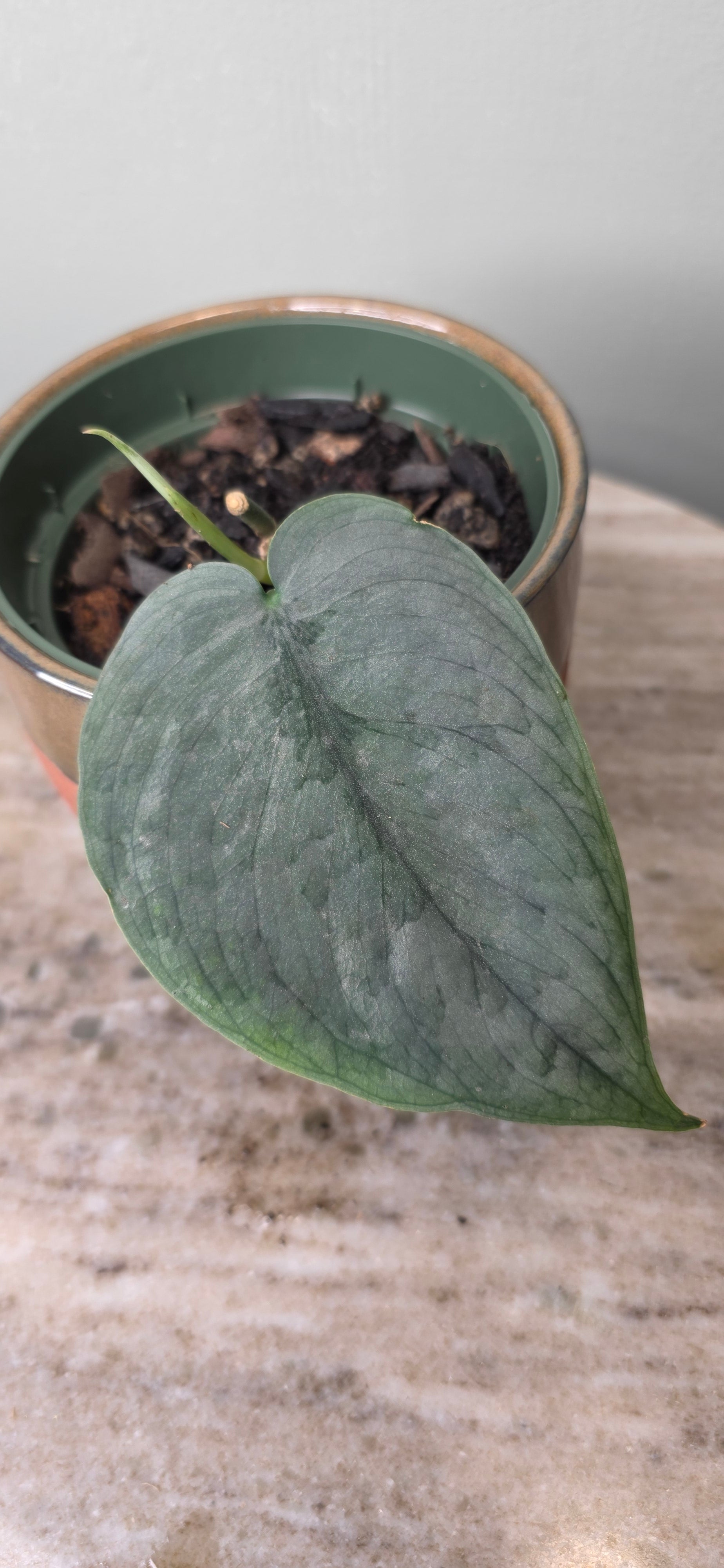 Scindapsus silver hero