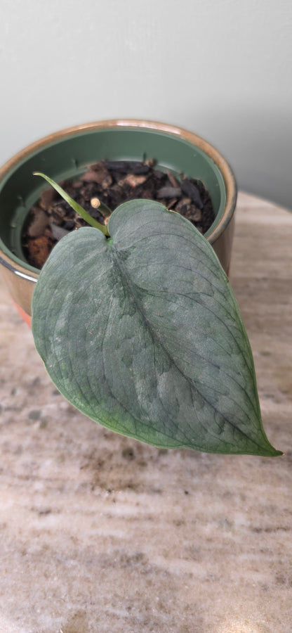 Scindapsus silver hero