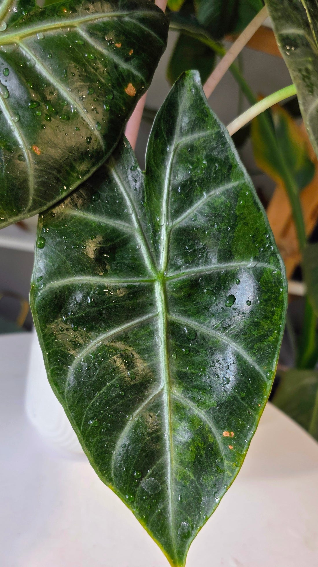 Alocasia nairobi nights (reverted aurea)