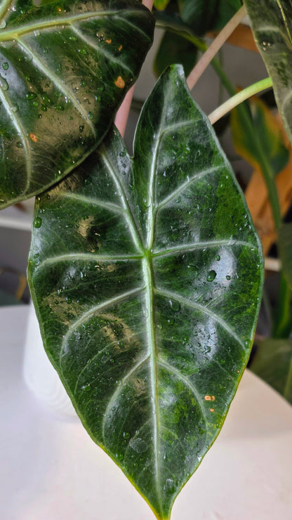 Alocasia nairobi nights (reverted aurea)