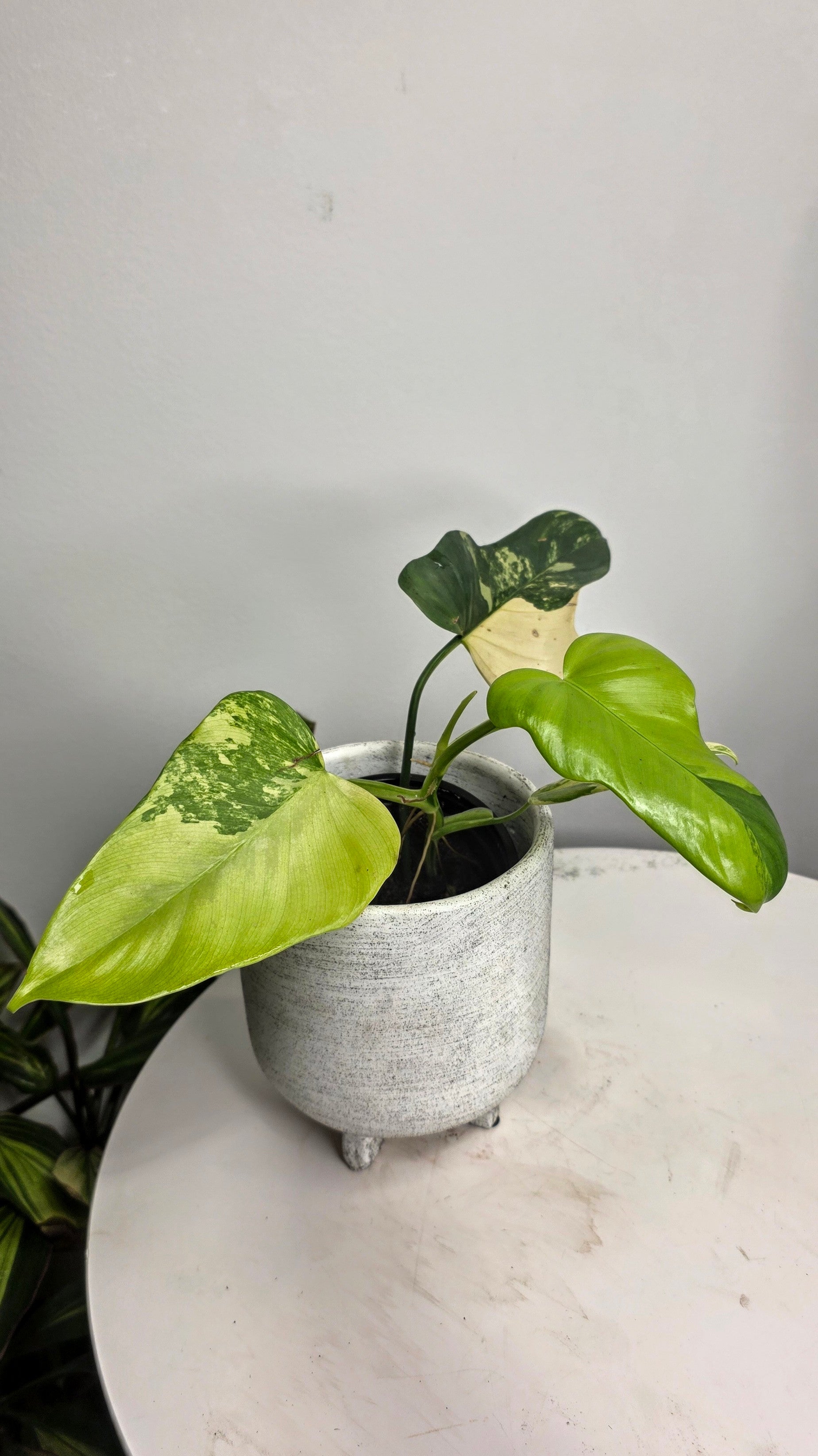 Philodendron bipennifolium Violin Variegated A