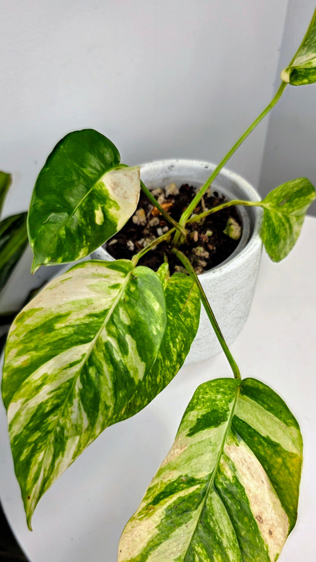 Epipremnum Pinnatum Sunburst D