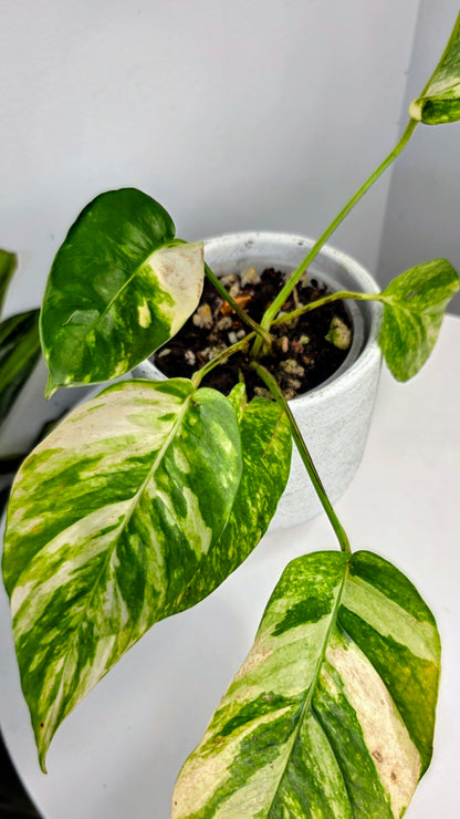 Epipremnum Pinnatum Sunburst D