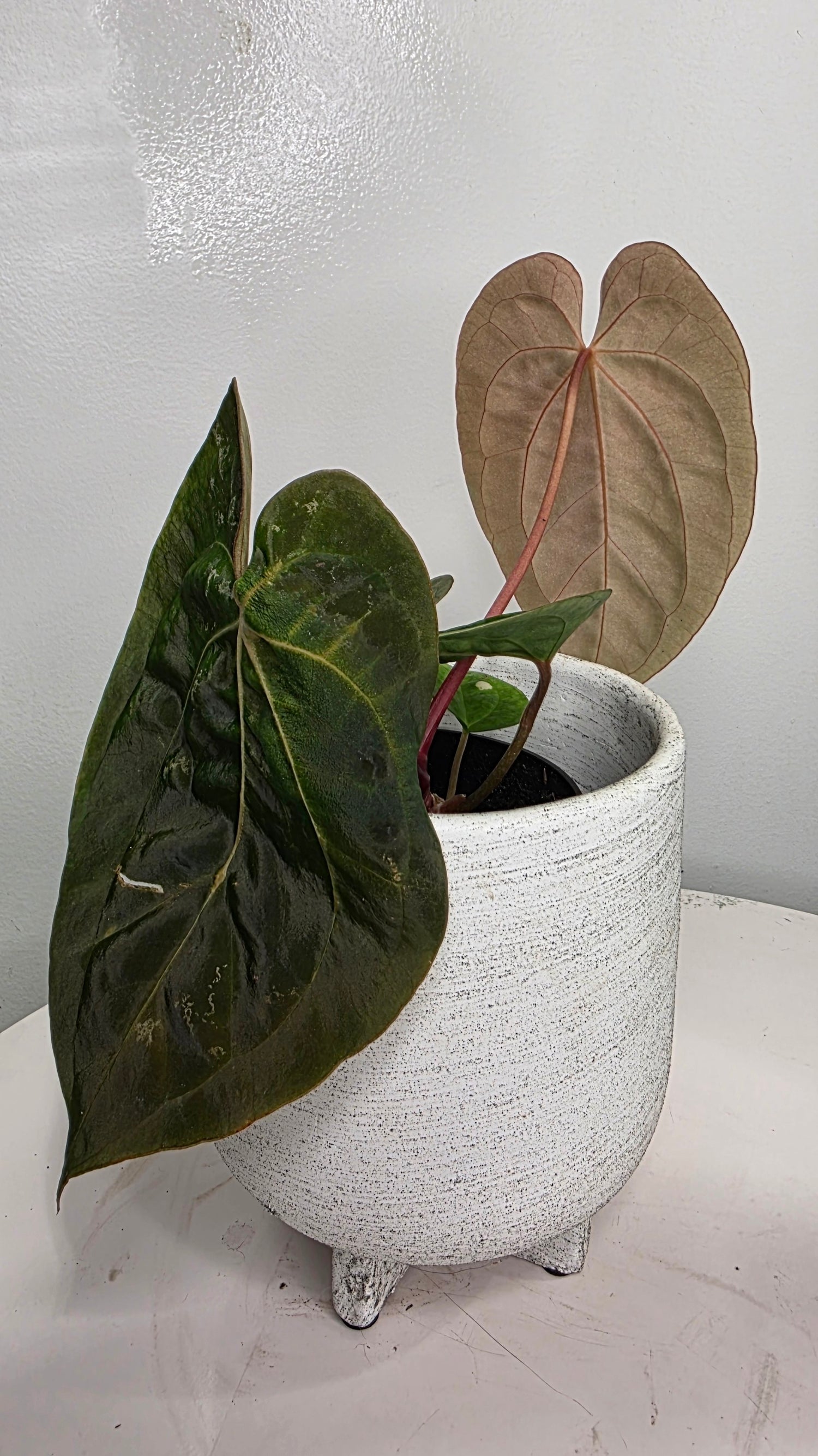 Anthurium Besseae aff x Papillilaminum