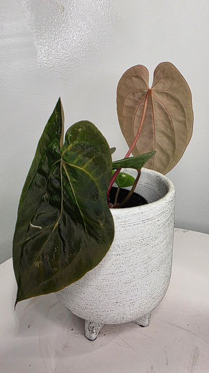 Anthurium Besseae aff x Papillilaminum