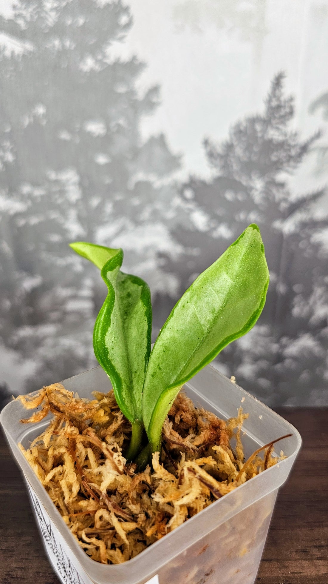 Hoya AH 074 (WH 06)