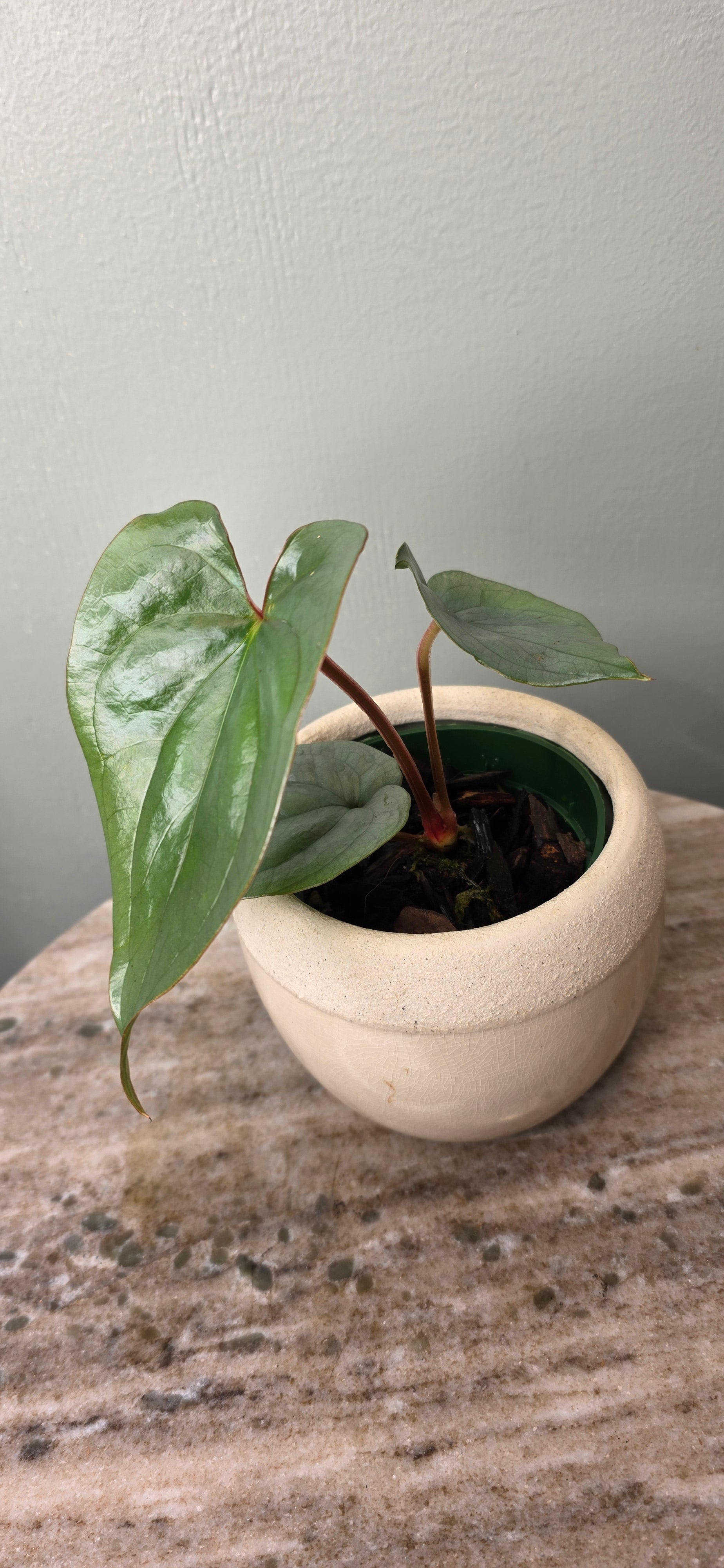 Anthurium sp Silver Peru A