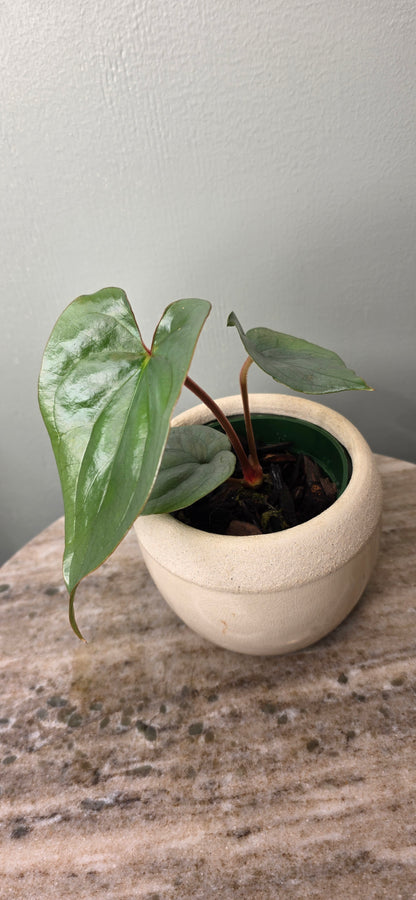 Anthurium sp Silver Peru A