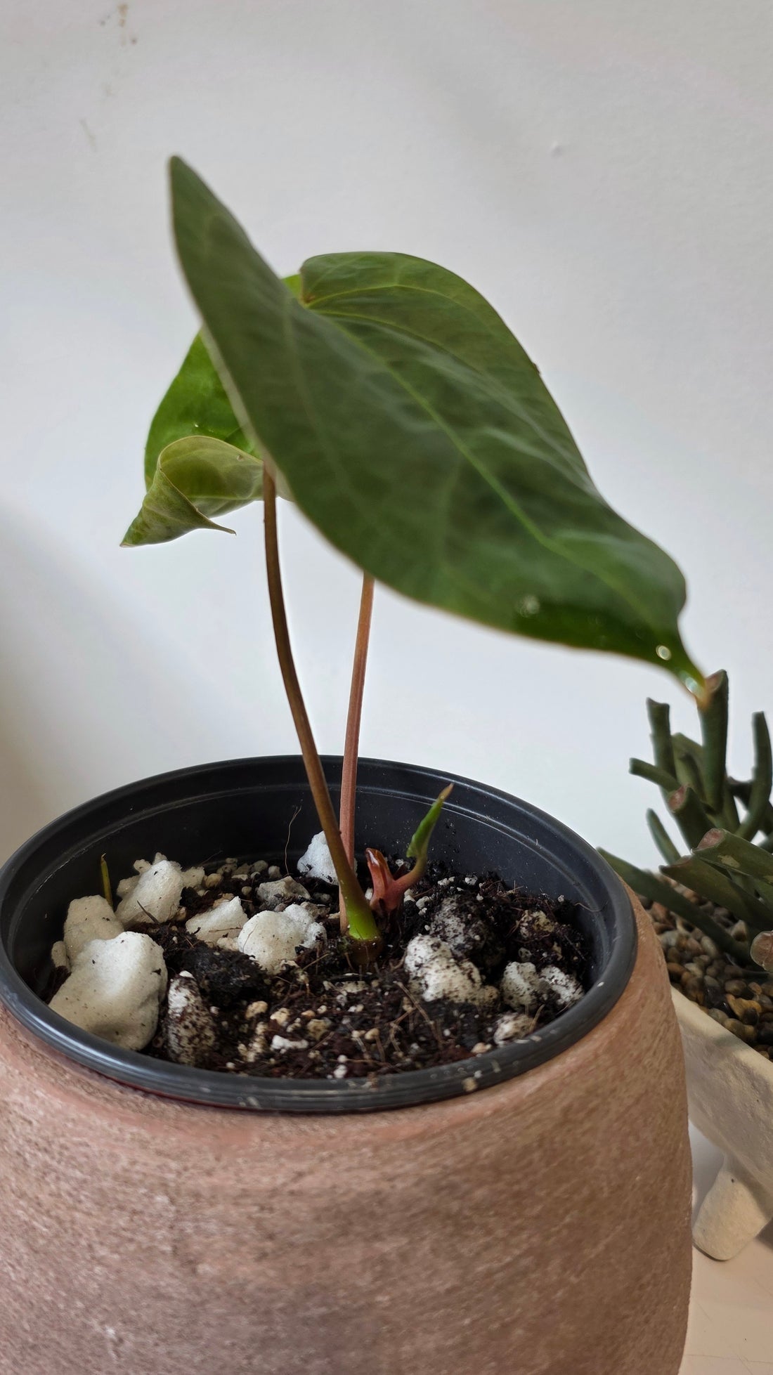 Anthurium Papillilaminum X Dressleri "a"