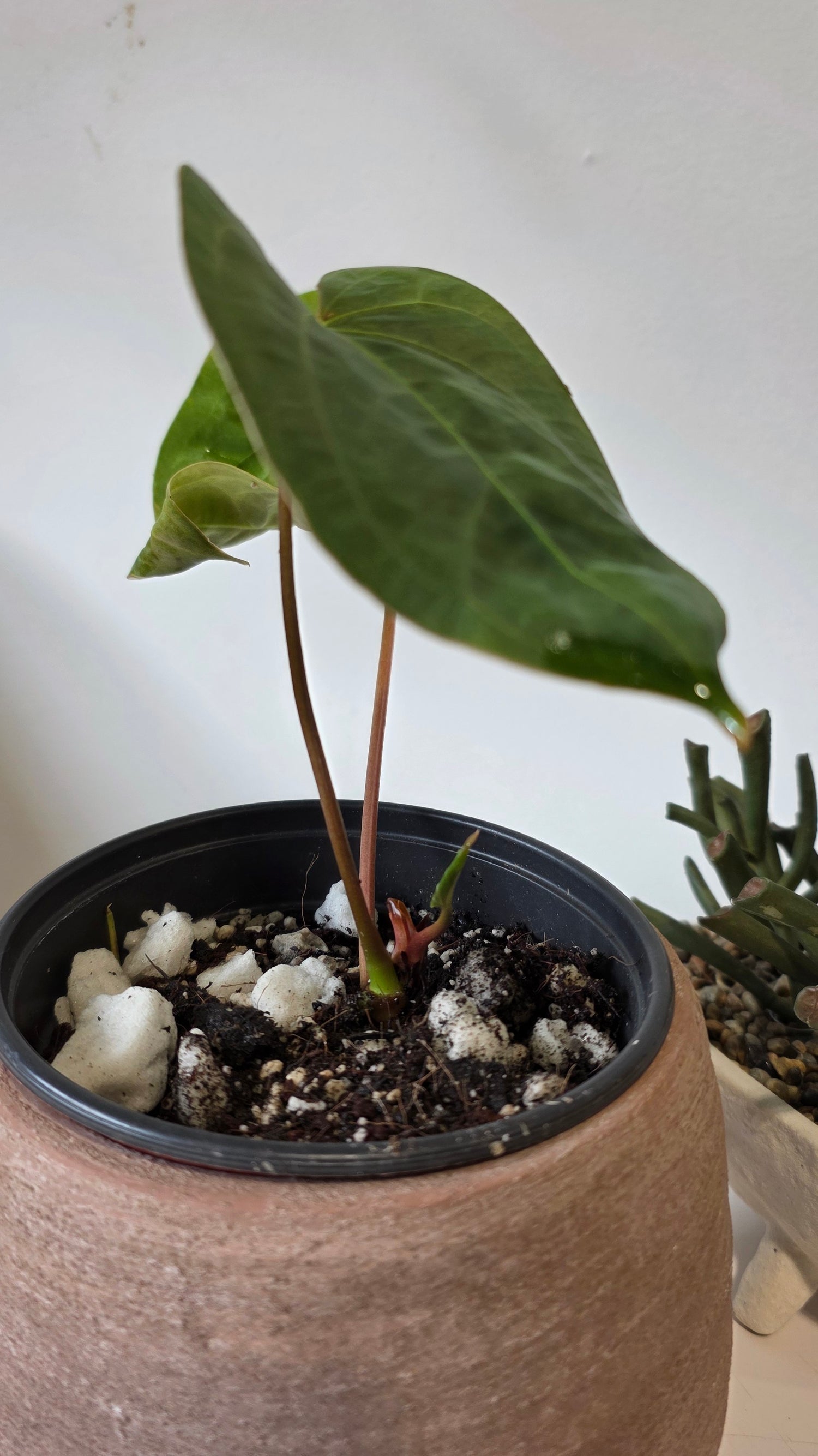 Anthurium Papillilaminum X Dressleri "a"
