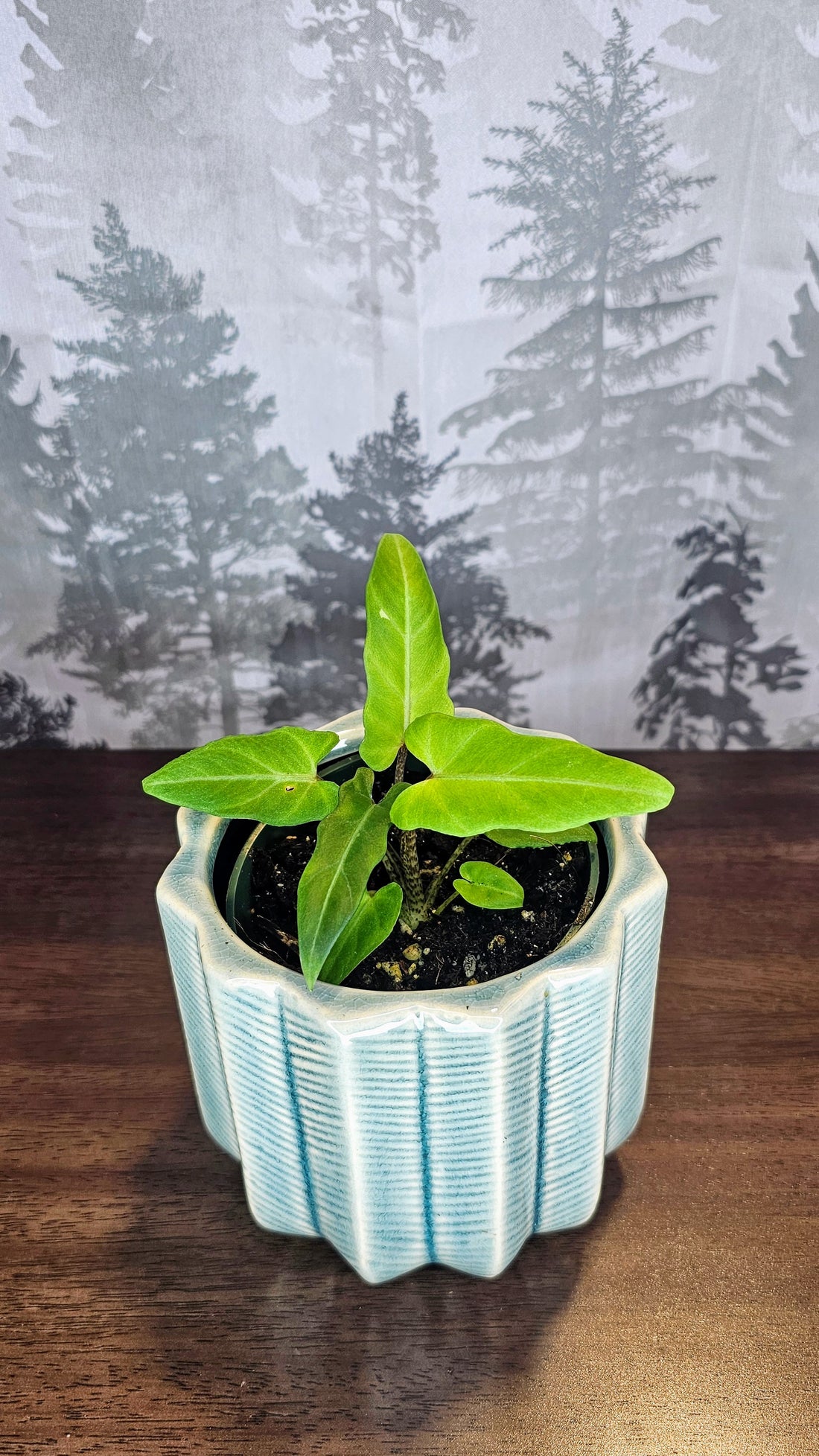 Alocasia Lauterbachiana Variegated (Minimal)