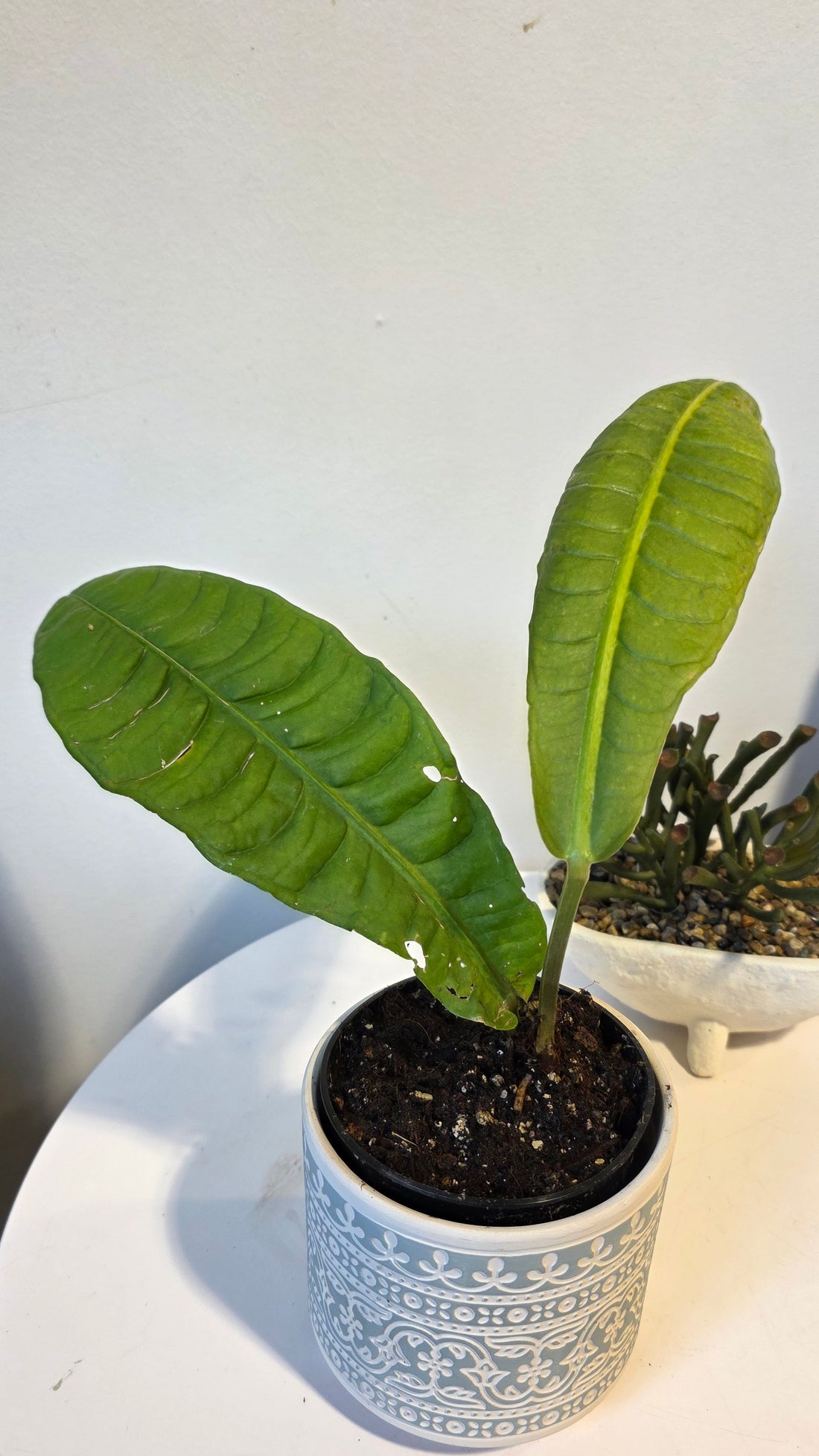 Anthurium reflexarium A