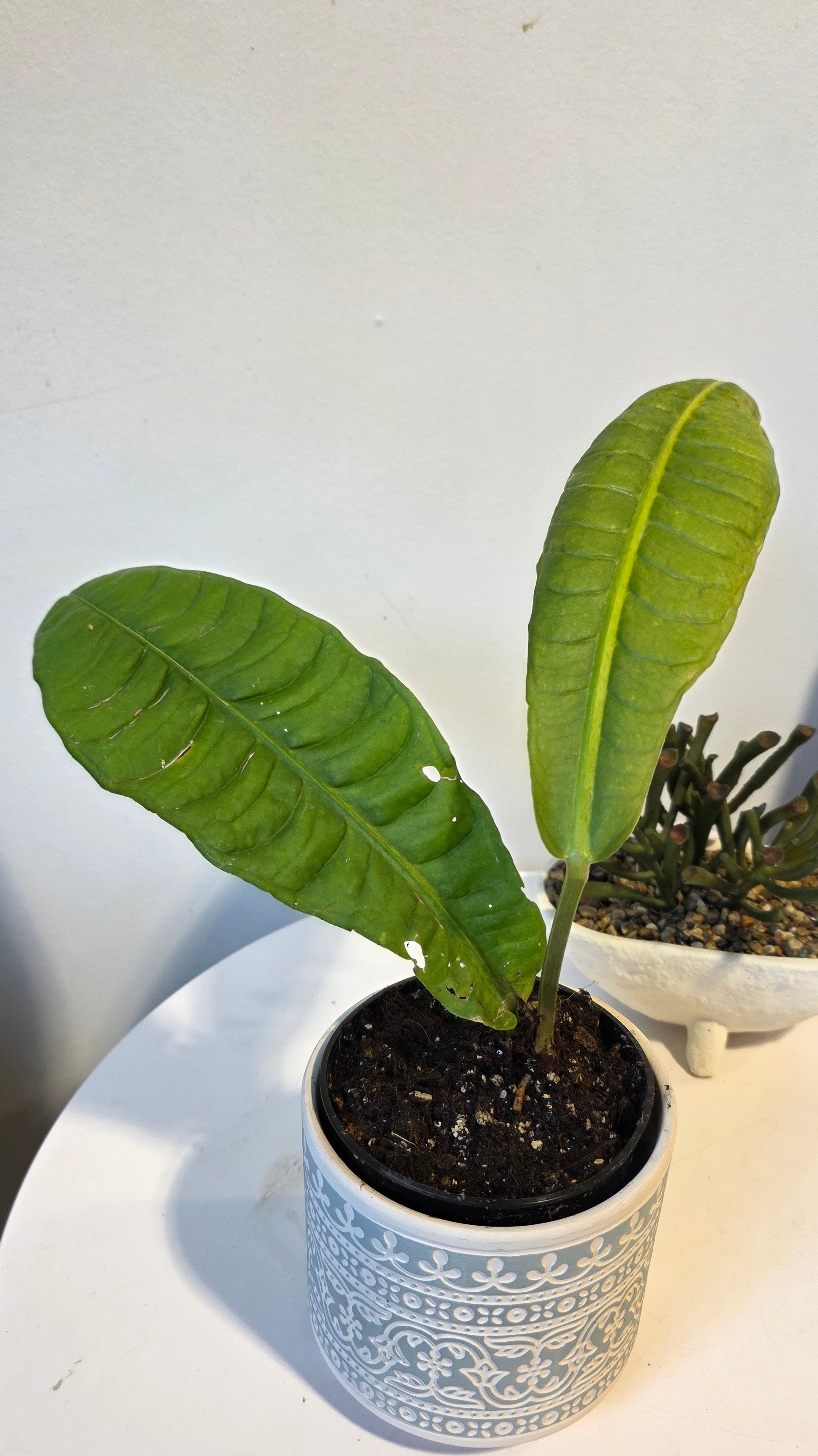 Anthurium reflexarium A