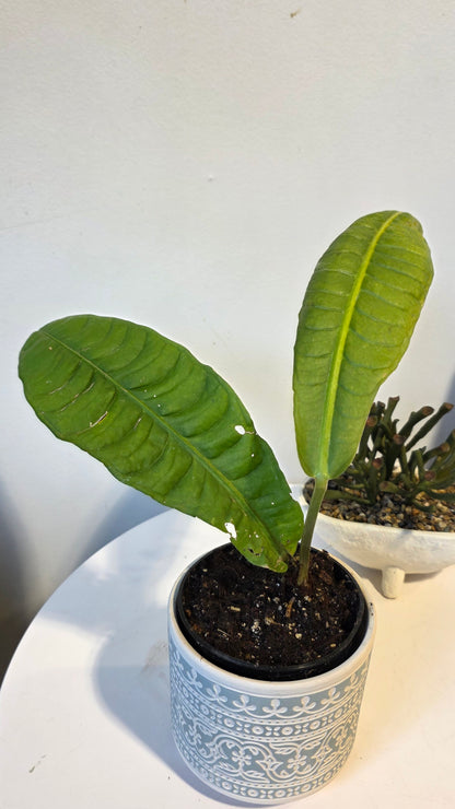 Anthurium reflexarium A