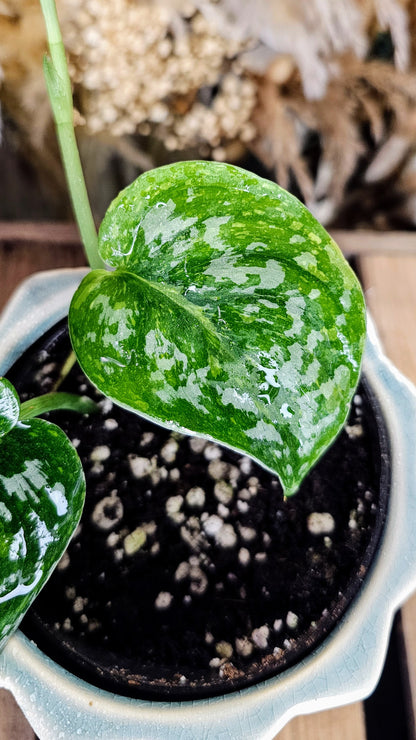 Scindapsus Baticon variegated (WOS01)