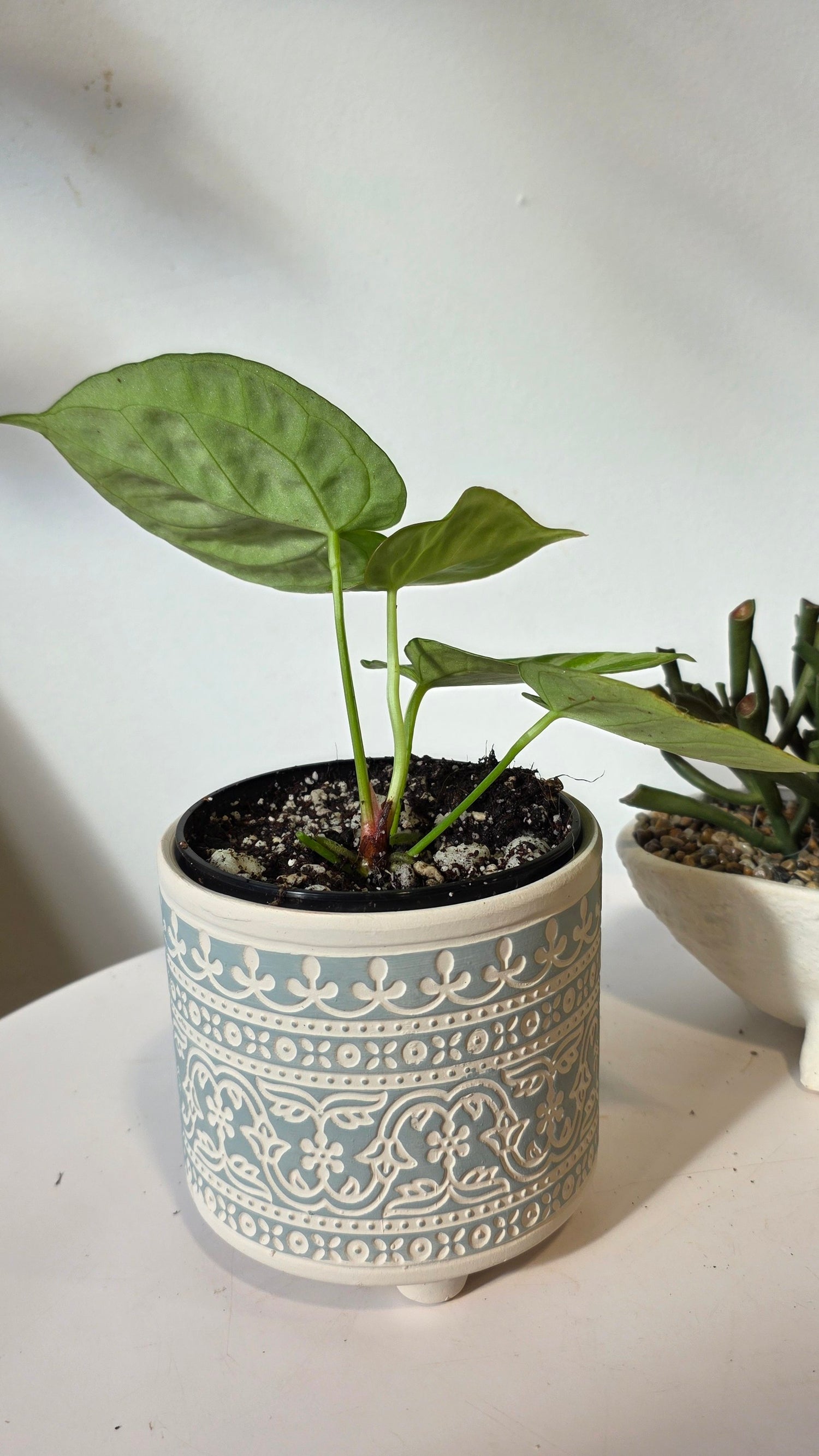 Anthurium Dorsil "b"