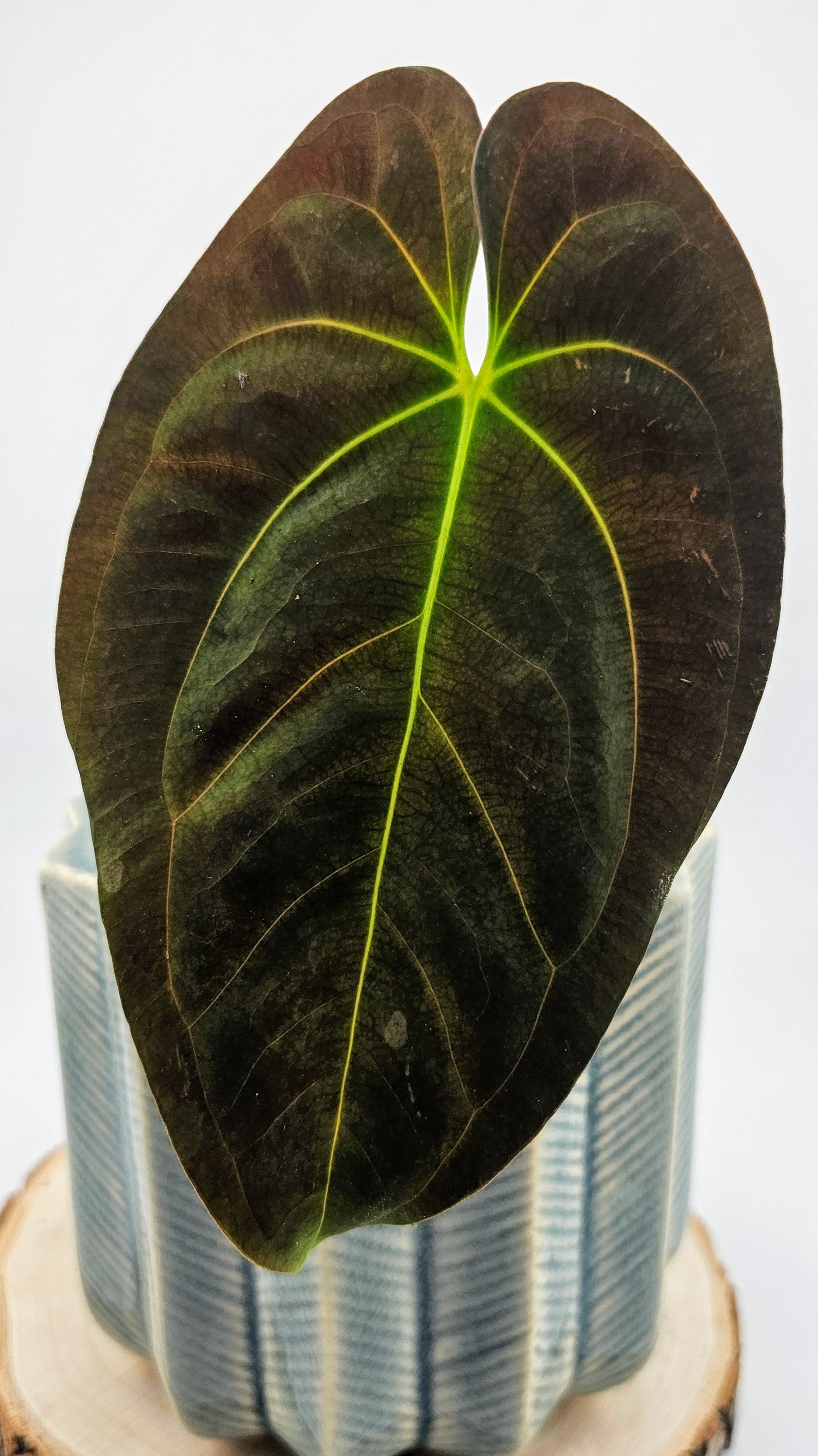 Anthurium Papillilaminum (D)