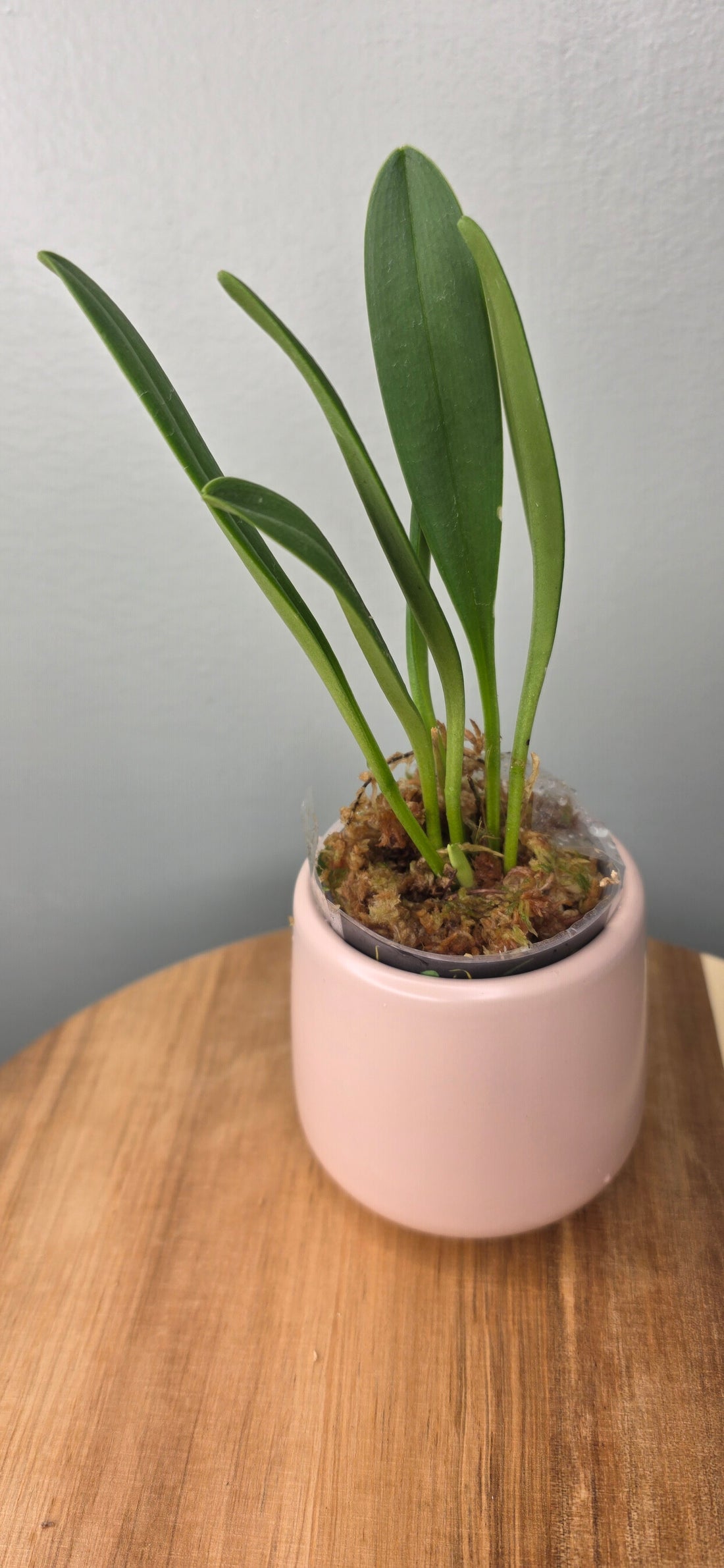 Masdevallia monicana