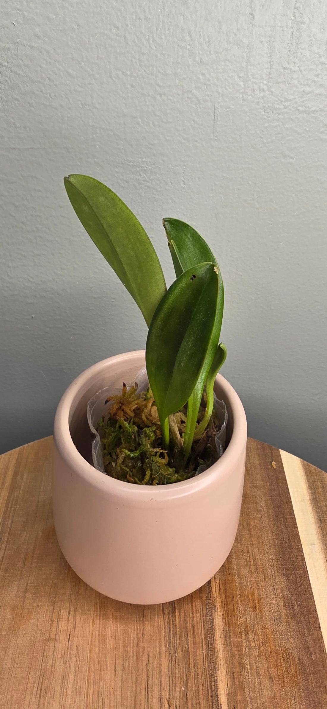 Masdevallia pachyura &